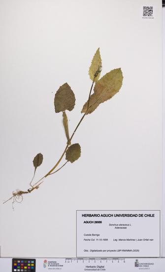 Sonchus oleraceus [Espécimen: UCH:AGUCH:0029355]