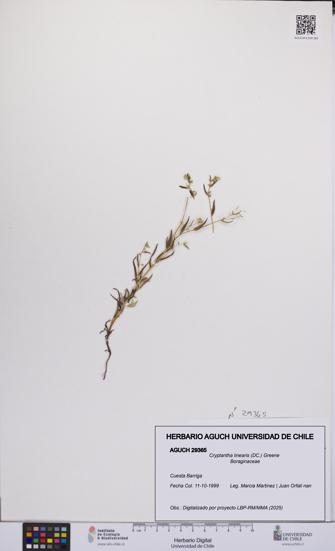Cryptantha linearis [Espécimen: UCH:AGUCH:0029365]