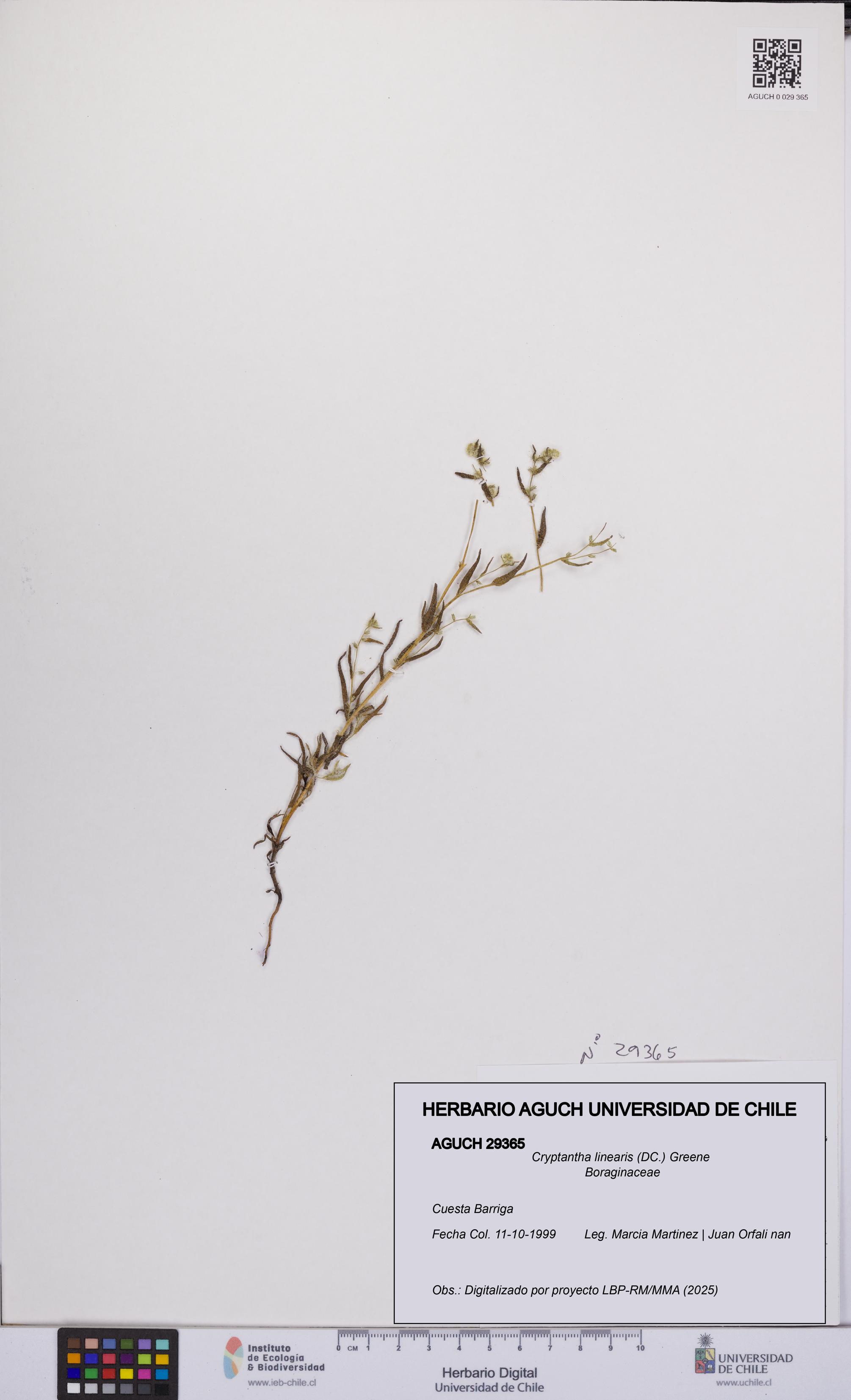 Cryptantha linearis [Espécimen: UCH:AGUCH:0029365]