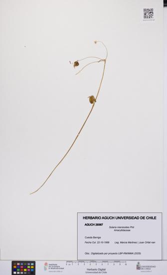 Solaria miersioides [Espécimen: UCH:AGUCH:0029367]