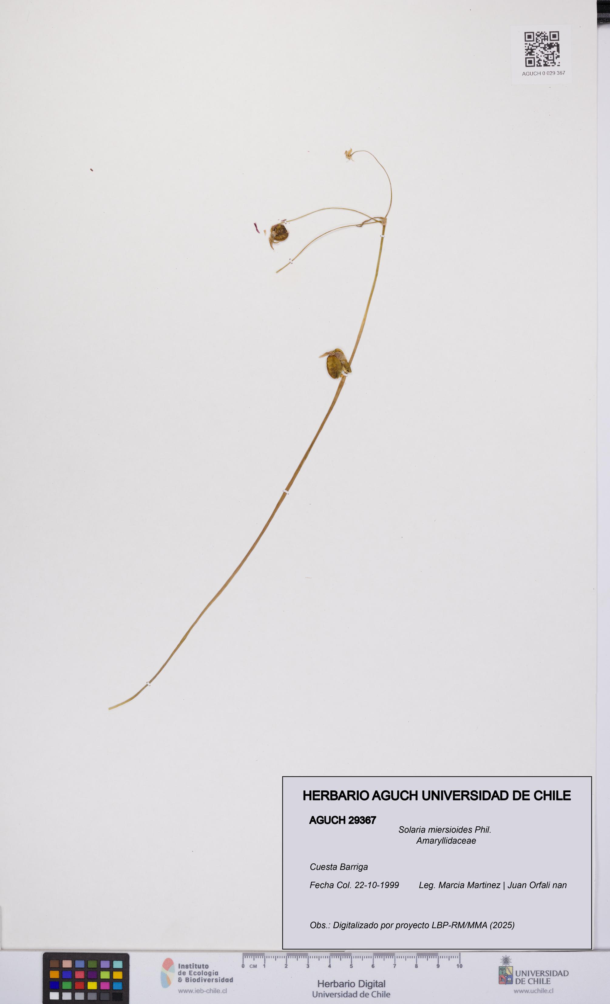 Solaria miersioides [Espécimen: UCH:AGUCH:0029367]