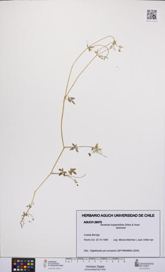 Bowlesia tropaeolifolia [Espécimen: UCH:AGUCH:0029373]