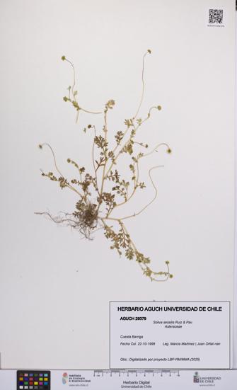 Soliva sessilis [Espécimen: UCH:AGUCH:0029379]