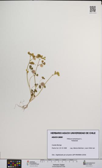 Trifolium tomentosum [Espécimen: UCH:AGUCH:0029381]