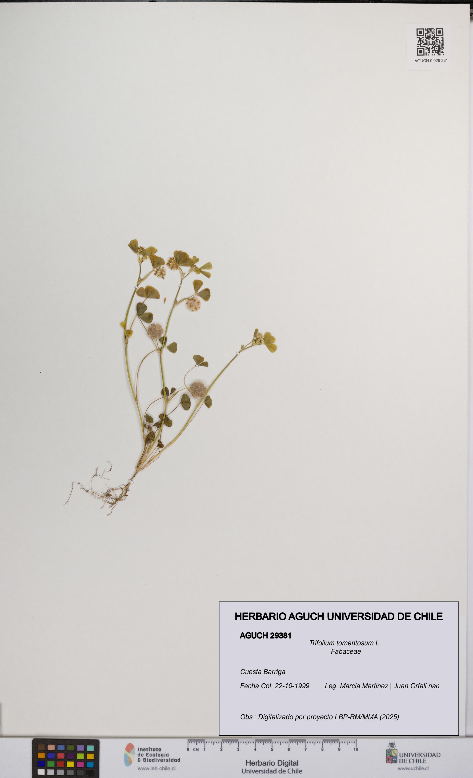 Trifolium tomentosum [Espécimen: UCH:AGUCH:0029381]
