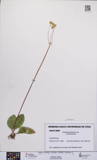 Calceolaria petioalaris [Espécimen: UCH:AGUCH:0029392]