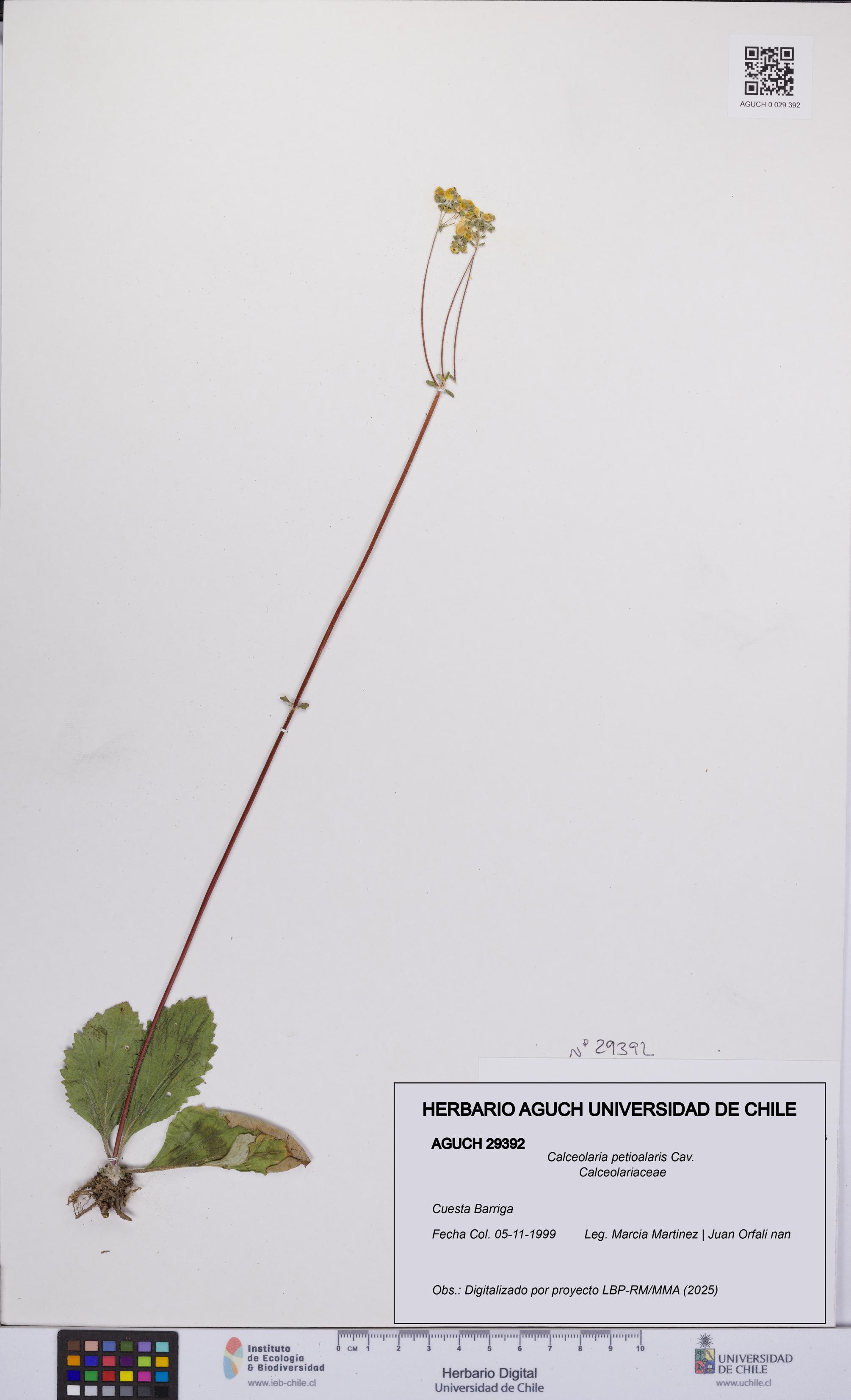 Calceolaria petioalaris [Espécimen: UCH:AGUCH:0029392]