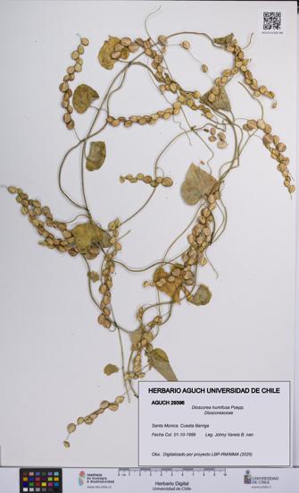 Dioscorea humifusa [Espécimen: UCH:AGUCH:0029396]
