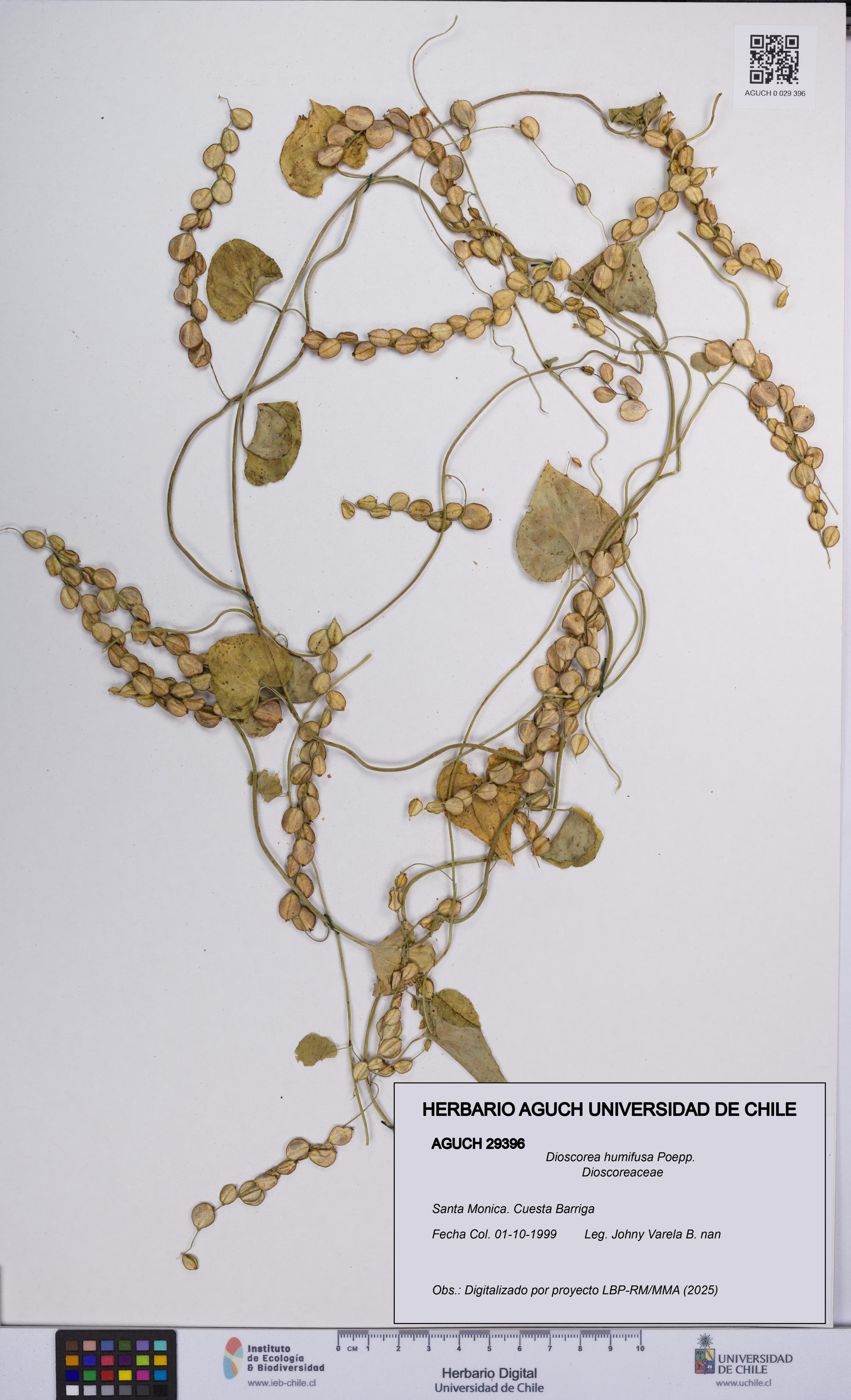 Dioscorea humifusa [Espécimen: UCH:AGUCH:0029396]