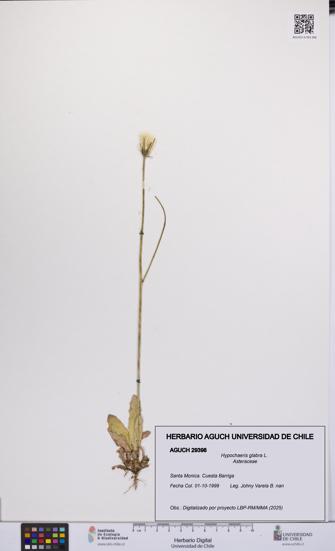 Hypochaeris glabra [Espécimen: UCH:AGUCH:0029398]