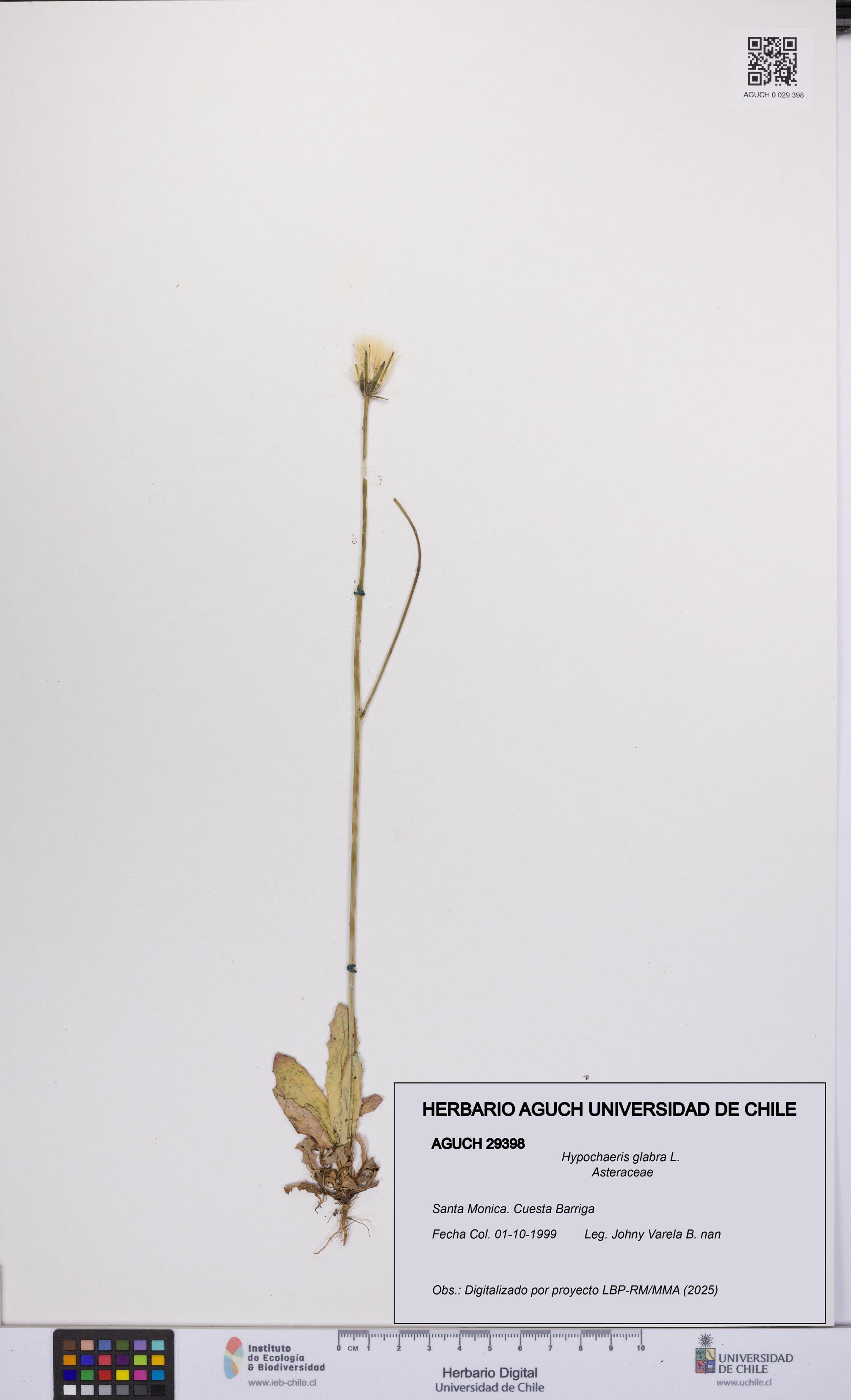 Hypochaeris glabra [Espécimen: UCH:AGUCH:0029398]