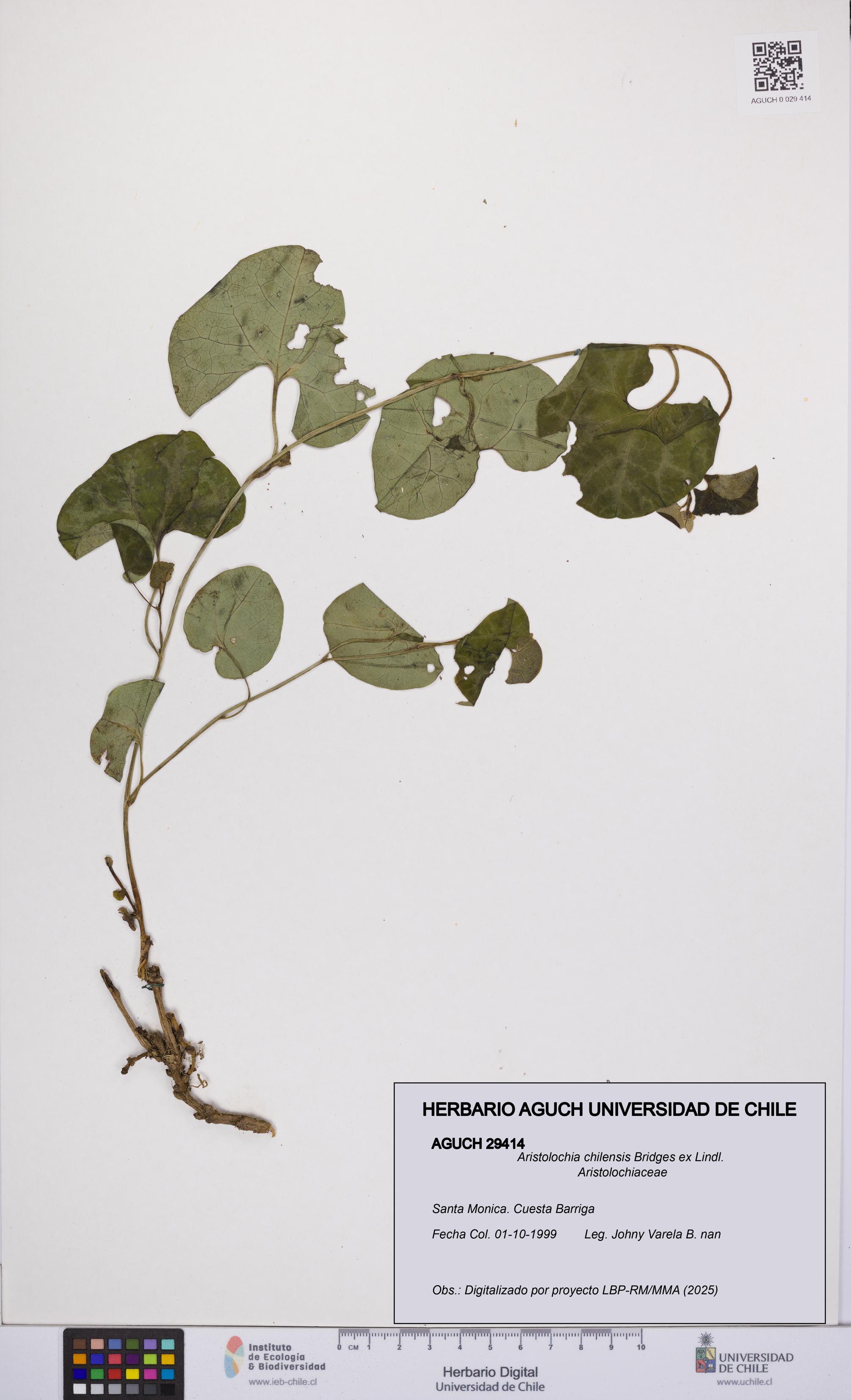 Aristolochia chilensis [Espécimen: UCH:AGUCH:0029414]