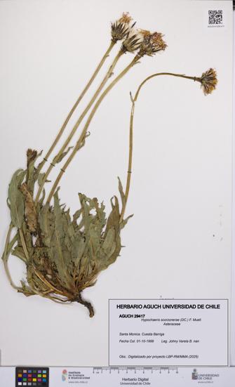 Hypochaeris scorzonerae [Espécimen: UCH:AGUCH:0029417]