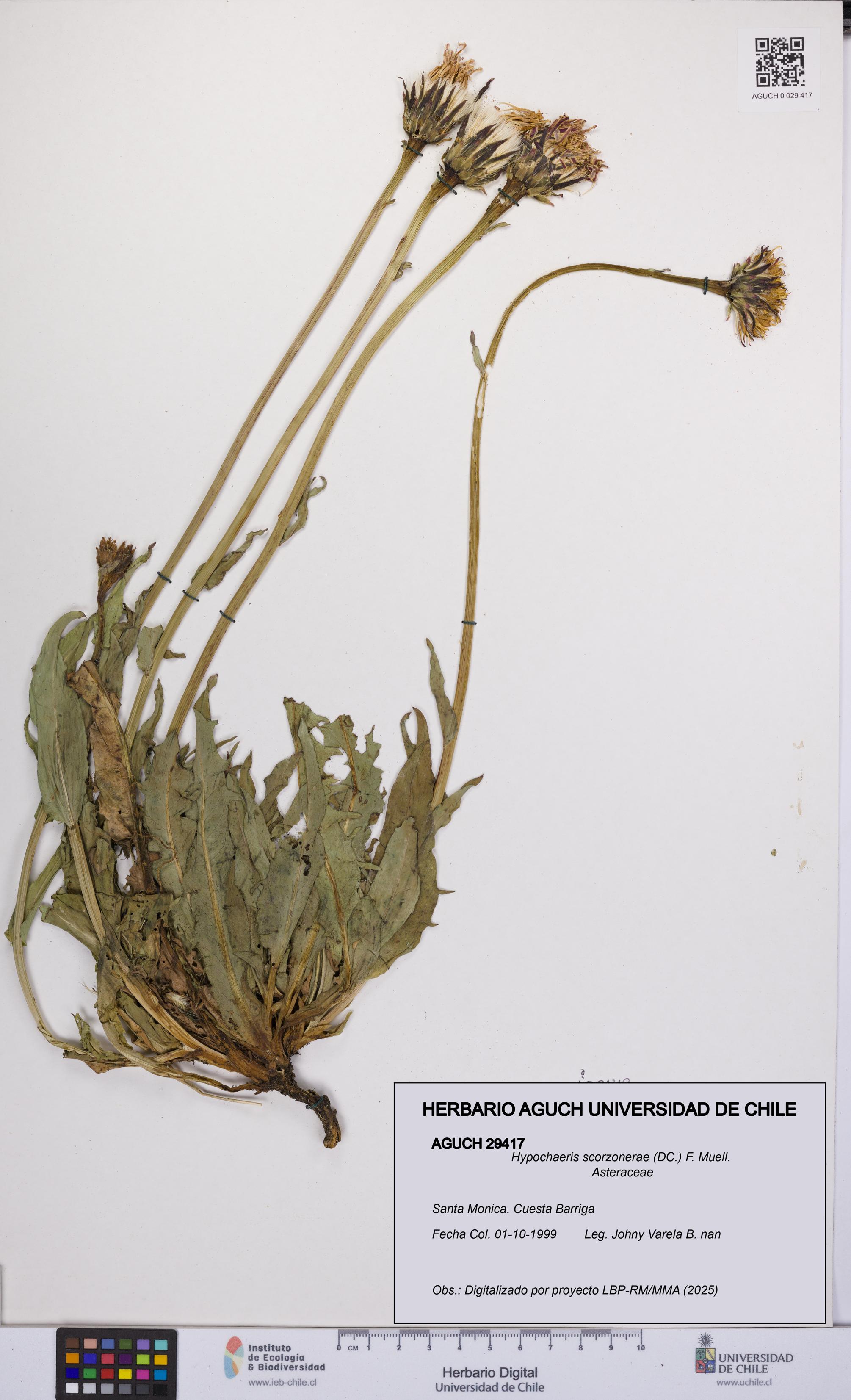 Hypochaeris scorzonerae [Espécimen: UCH:AGUCH:0029417]