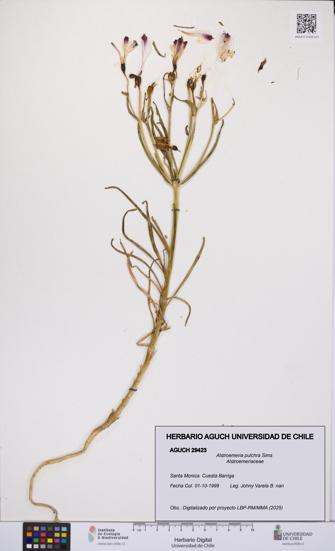 Alstroemeria pulchra [Espécimen: UCH:AGUCH:0029423]