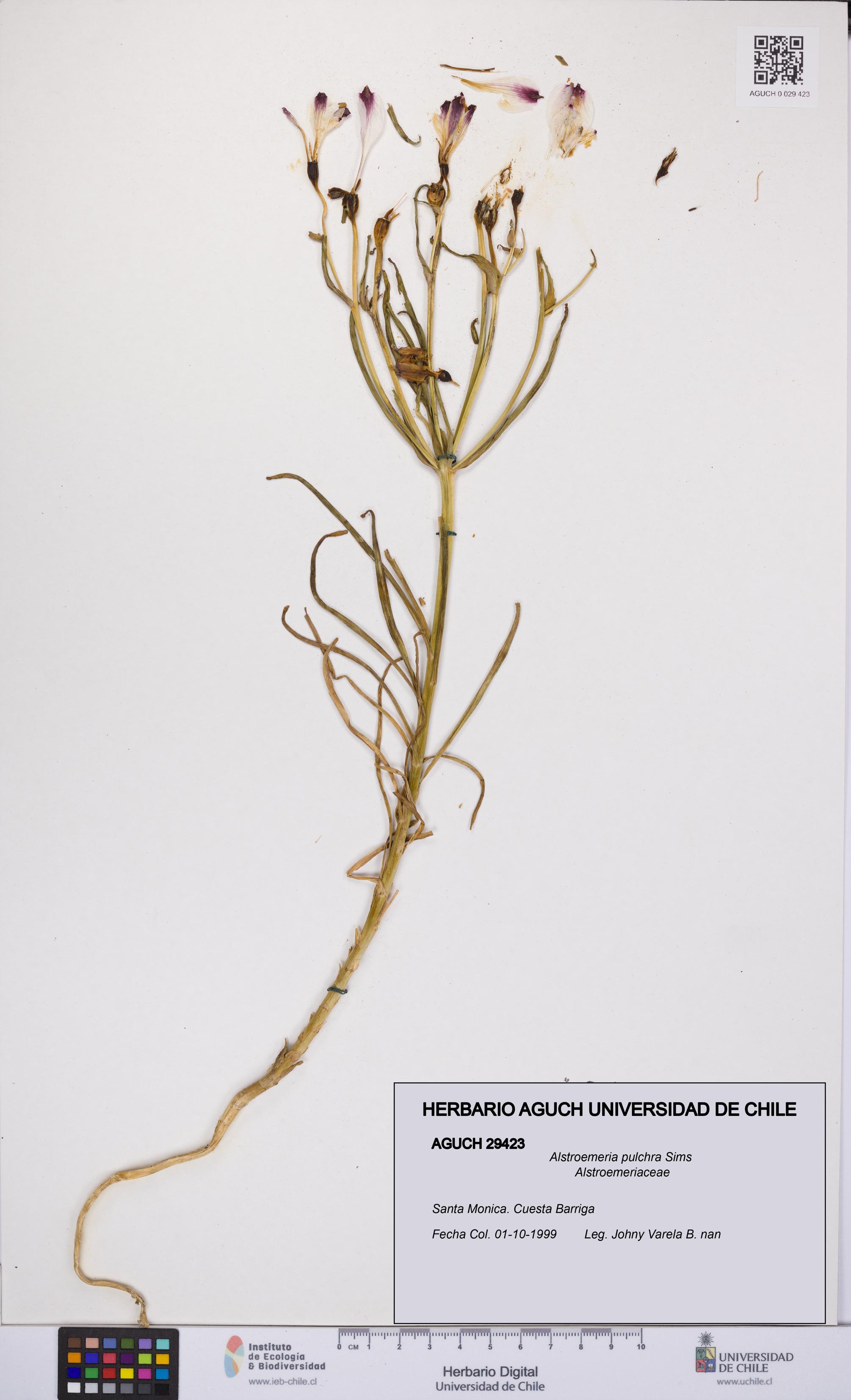 Alstroemeria pulchra [Espécimen: UCH:AGUCH:0029423]