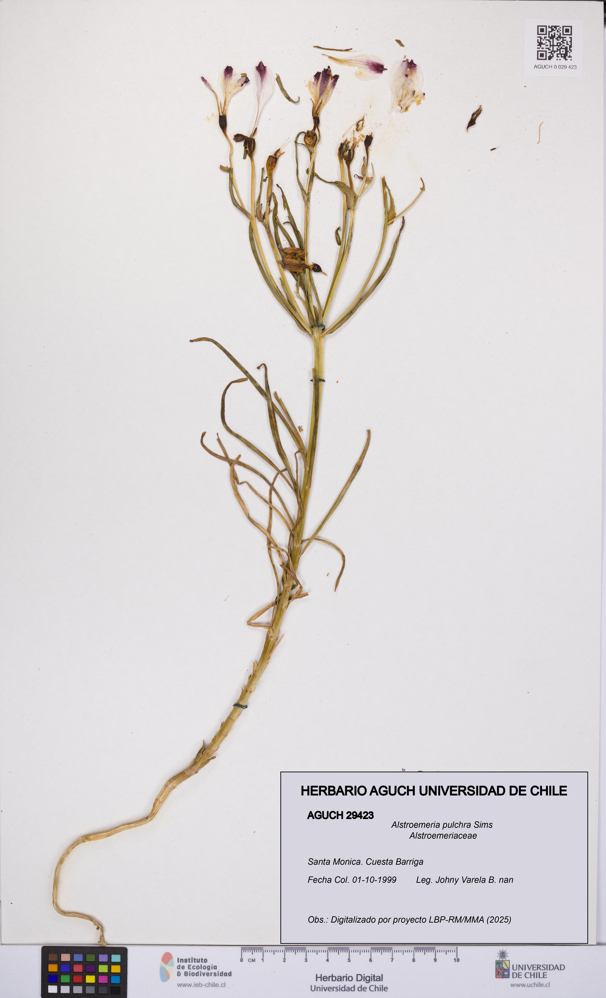 Alstroemeria pulchra [Espécimen: UCH:AGUCH:0029423]