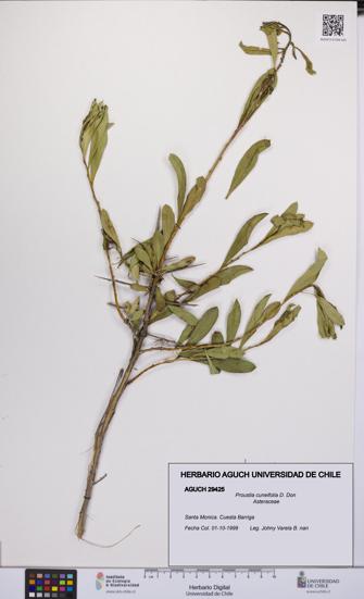 Proustia cuneifolia [Espécimen: UCH:AGUCH:0029425]