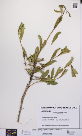 Proustia cuneifolia [Espécimen: UCH:AGUCH:0029425]