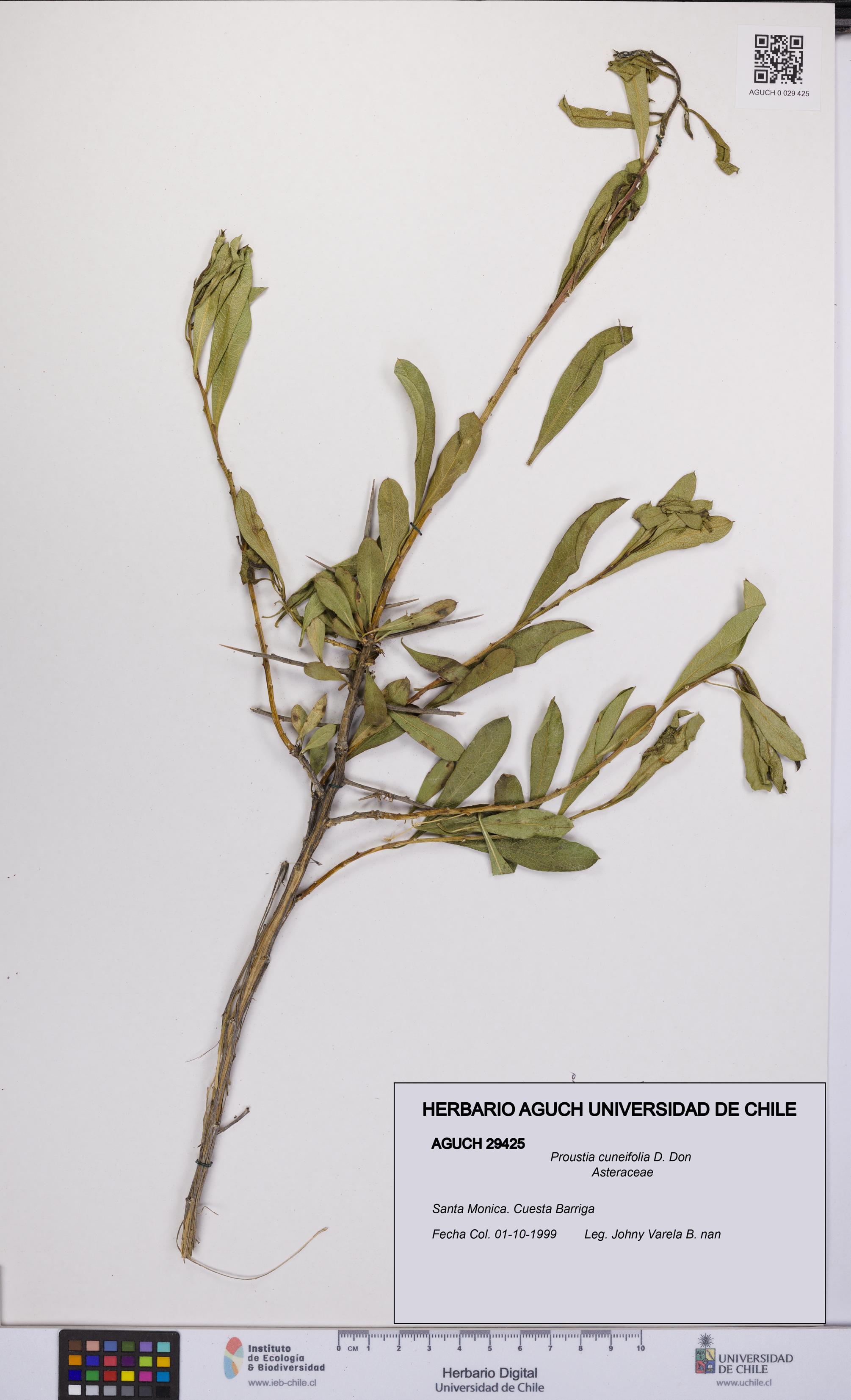 Proustia cuneifolia [Espécimen: UCH:AGUCH:0029425]