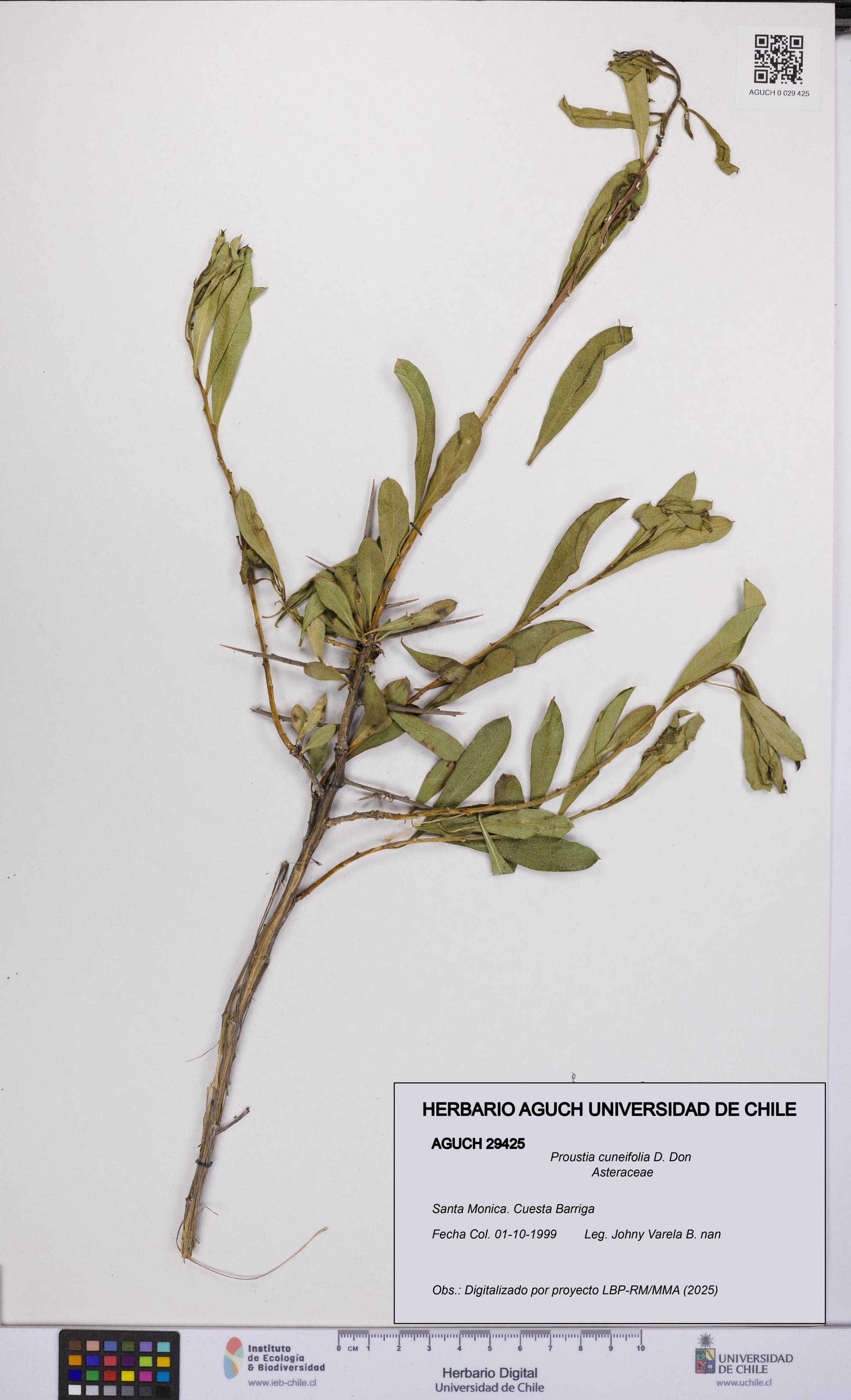 Proustia cuneifolia [Espécimen: UCH:AGUCH:0029425]