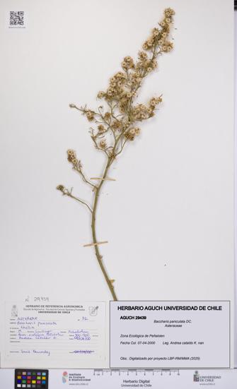 Baccharis paniculata [Espécimen: UCH:AGUCH:0029439]