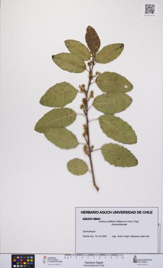Schinus latifolia [Espécimen: UCH:AGUCH:0029441]