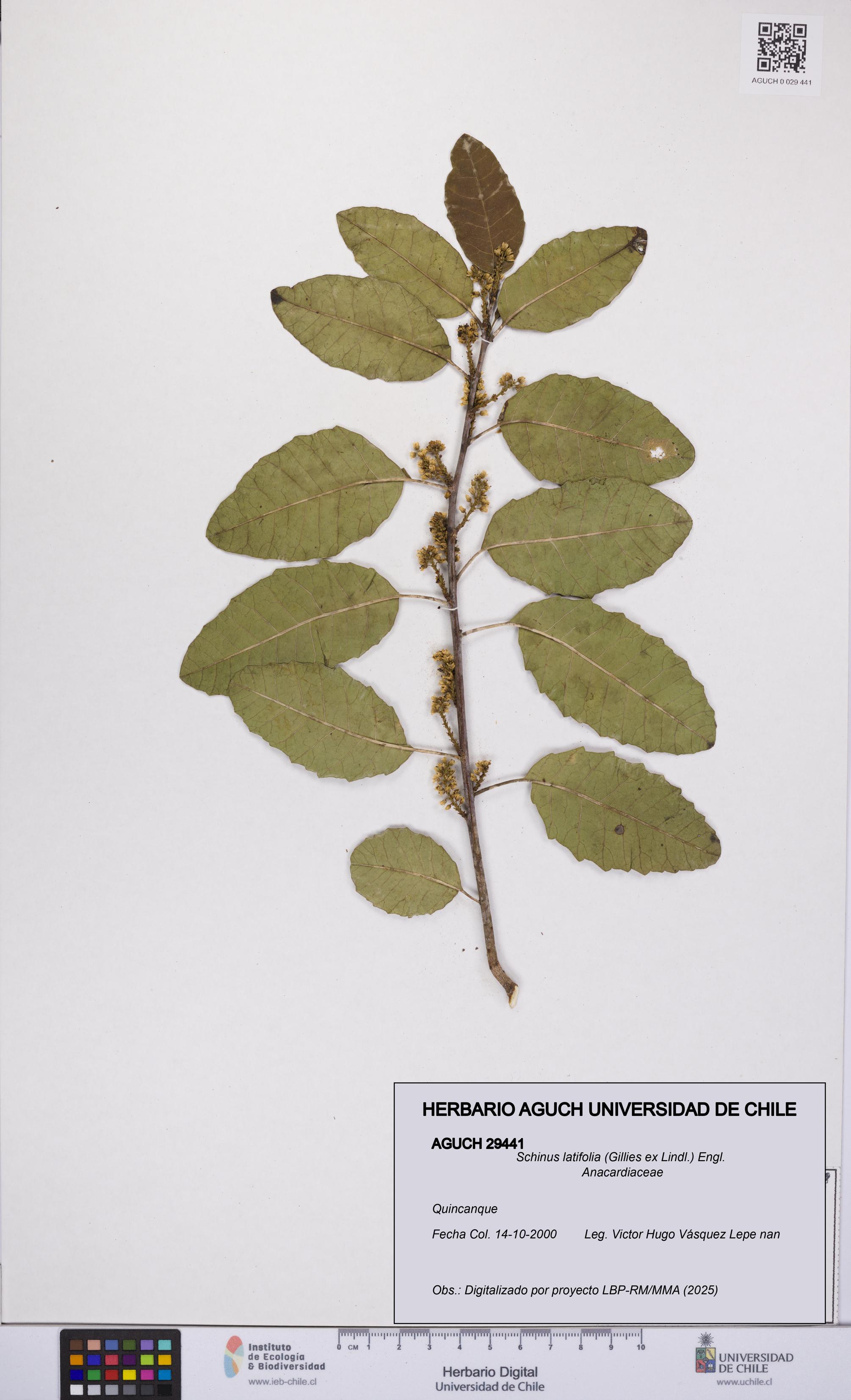 Schinus latifolia [Espécimen: UCH:AGUCH:0029441]