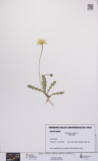 Hypochaeris glabra [Espécimen: UCH:AGUCH:0029444]