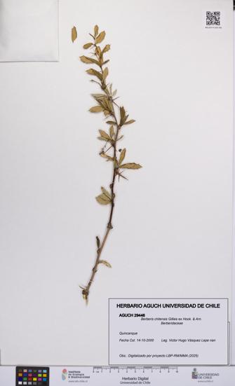 Berberis chilensis [Espécimen: UCH:AGUCH:0029446]