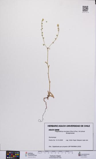 Plagiobothrys muricatus [Espécimen: ]