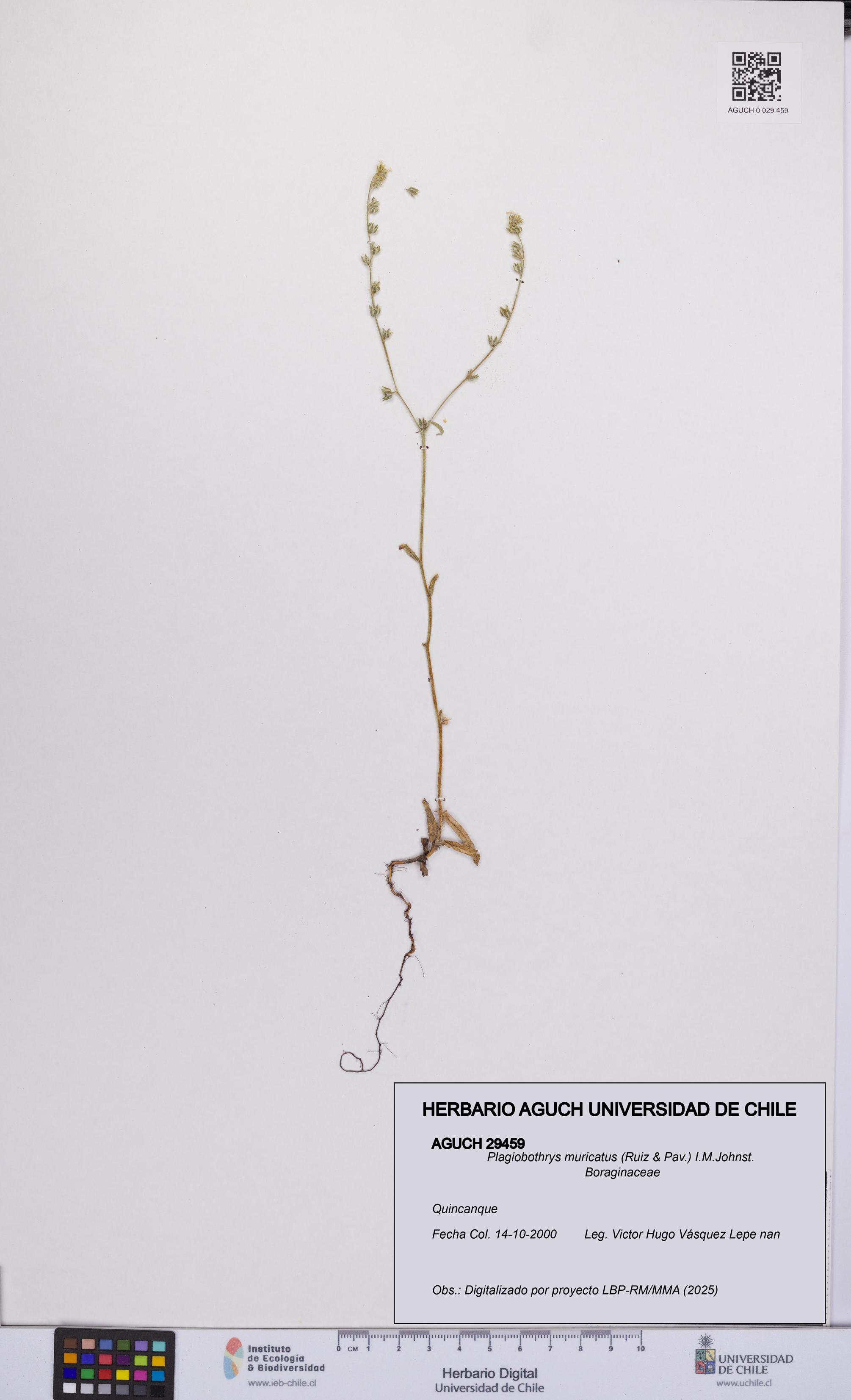 Plagiobothrys muricatus [Espécimen: ]