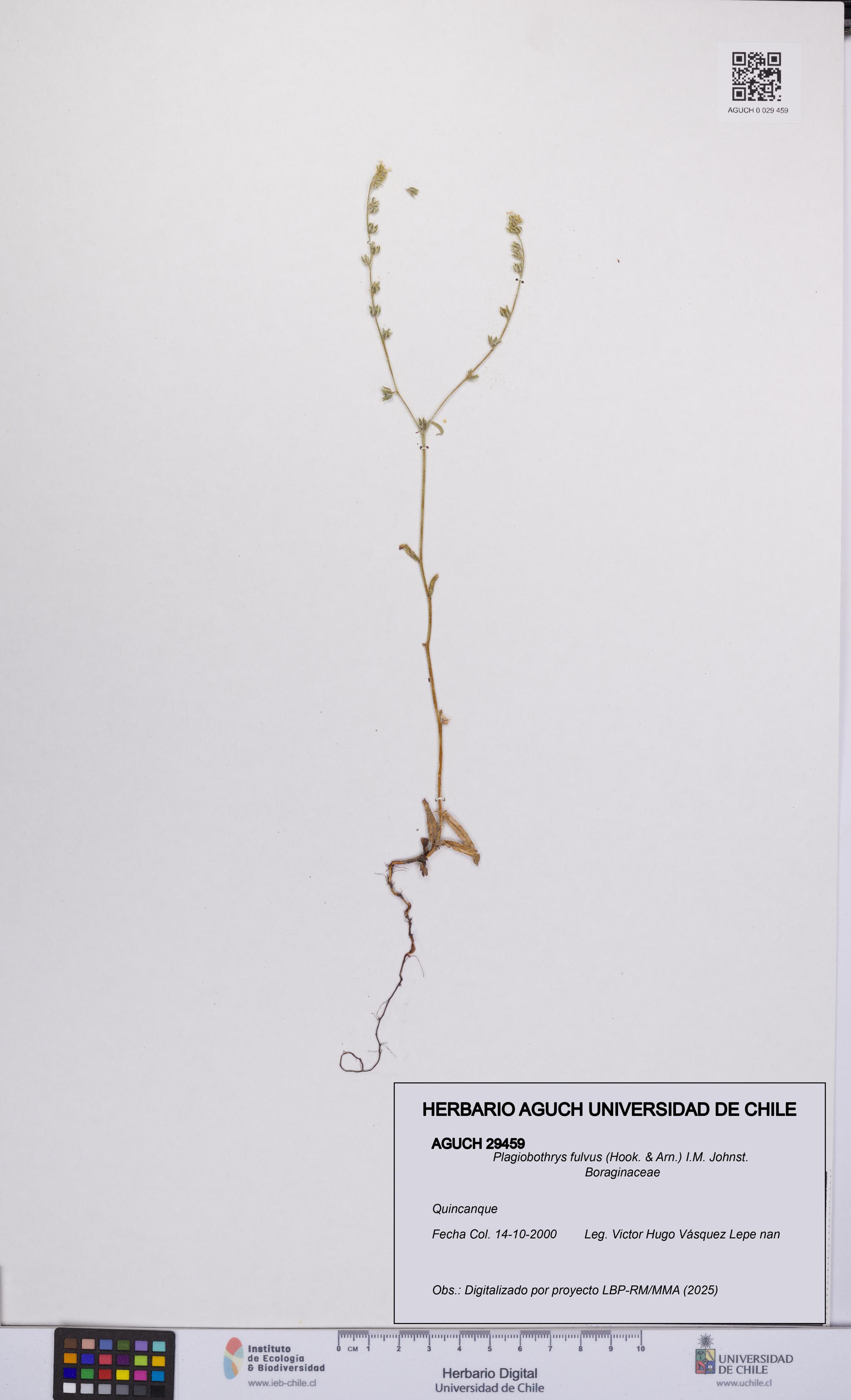 Plagiobothrys fulvus [Espécimen: UCH:AGUCH:0029459]