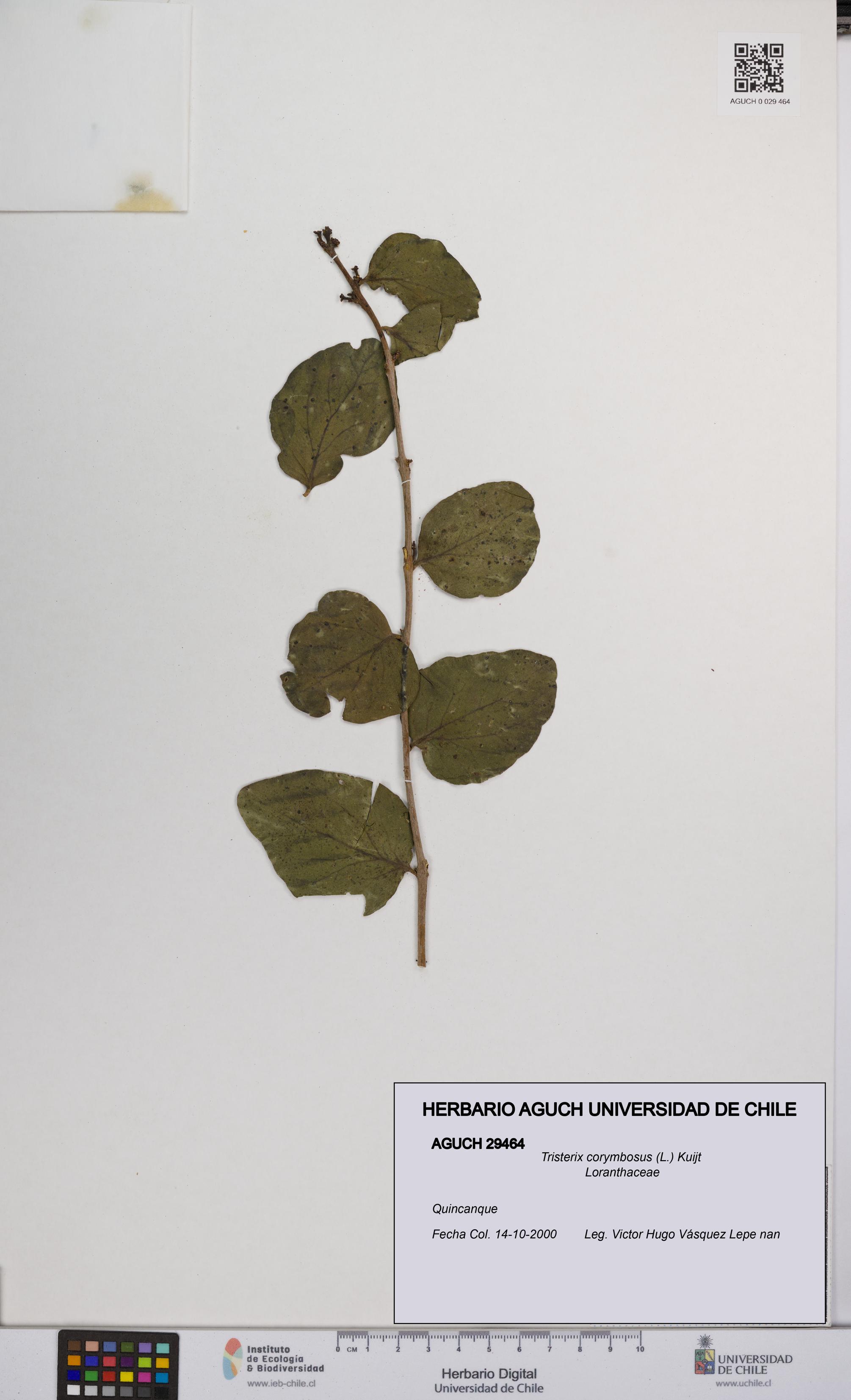 Tristerix corymbosus [Espécimen: UCH:AGUCH:0029464]