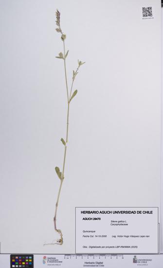 Silene gallica [Espécimen: UCH:AGUCH:0029470]