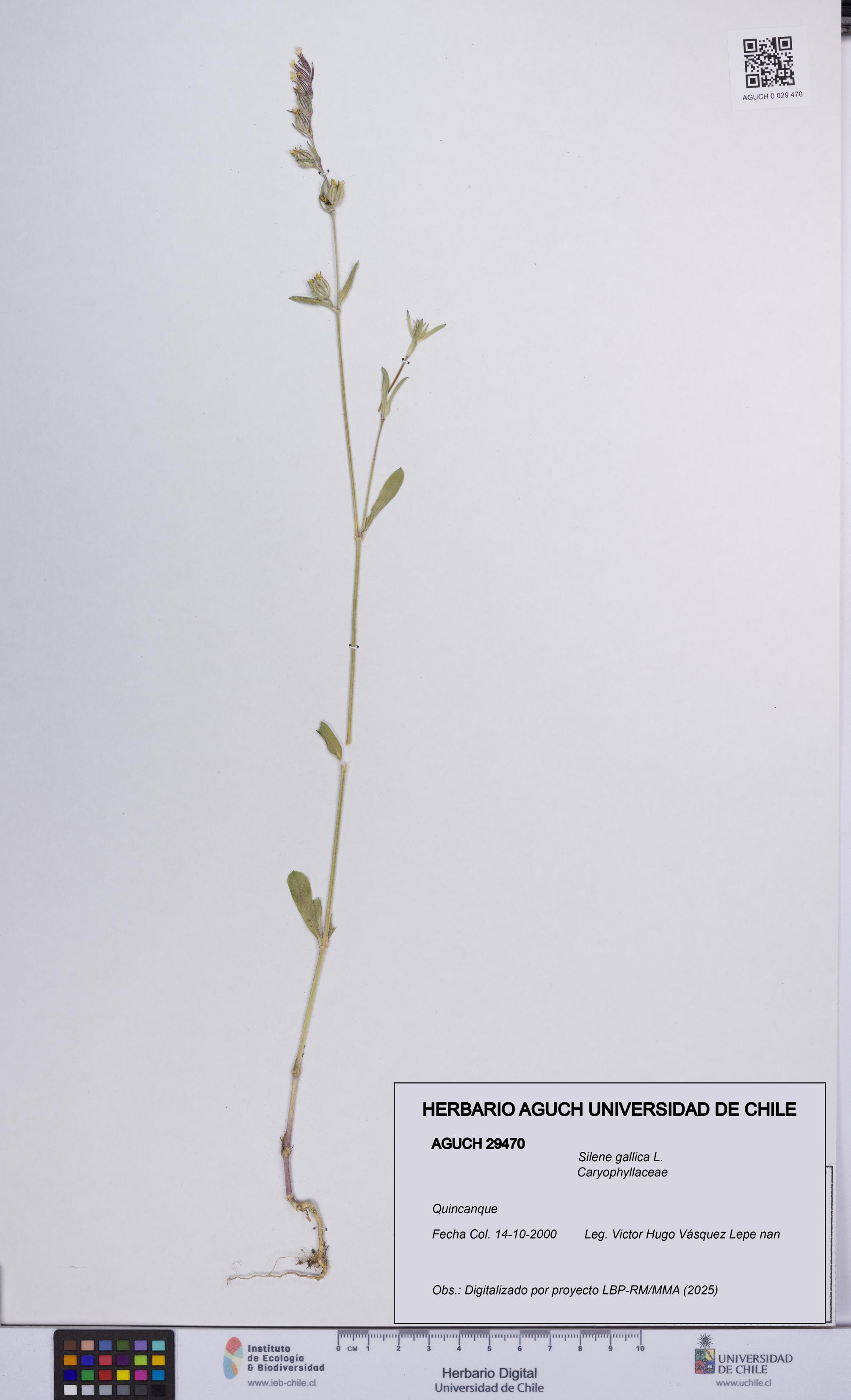 Silene gallica [Espécimen: UCH:AGUCH:0029470]