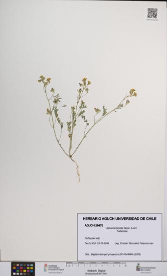 Adesmia tenella [Espécimen: UCH:AGUCH:0029475]