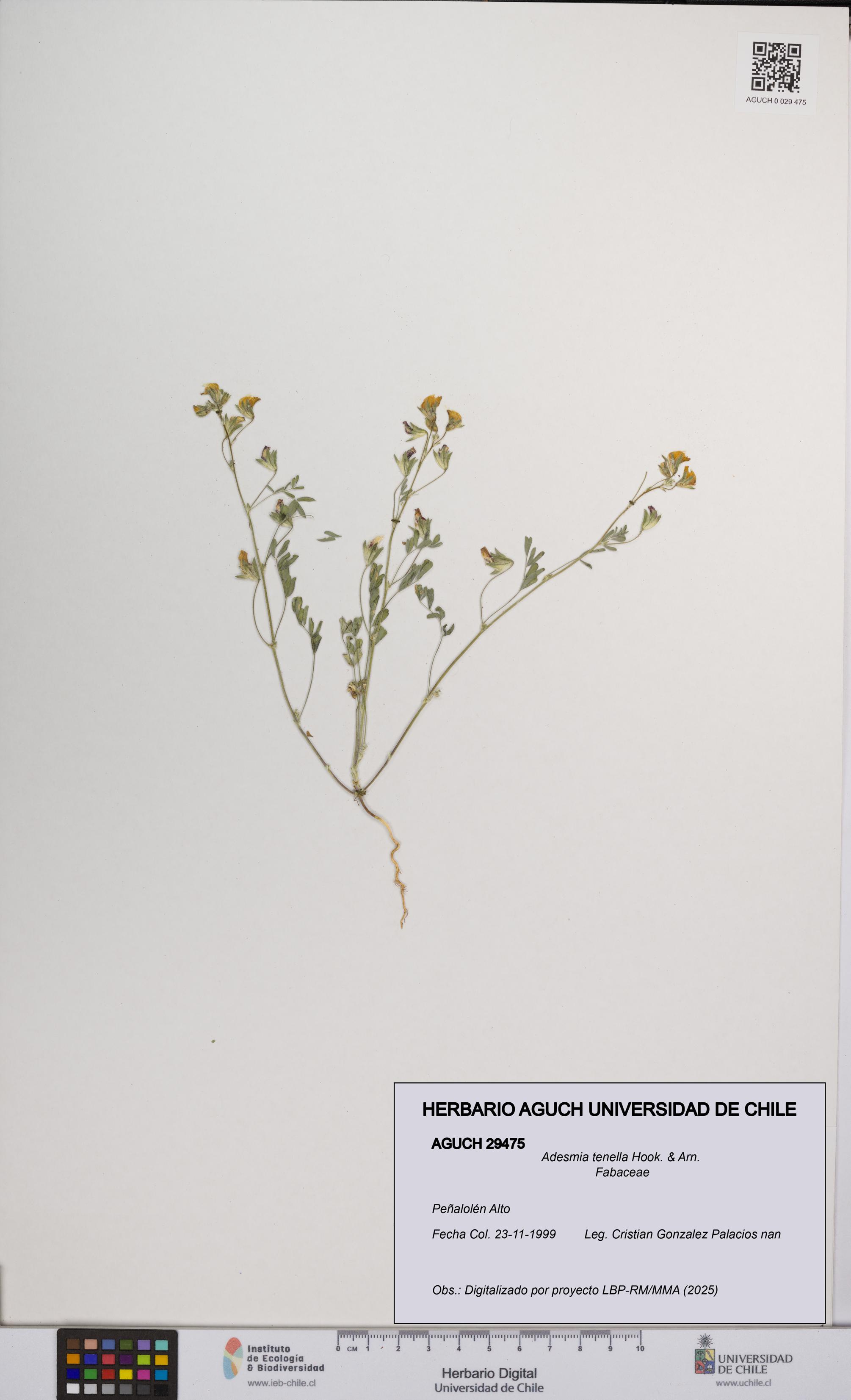 Adesmia tenella [Espécimen: UCH:AGUCH:0029475]
