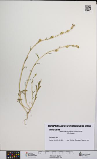 Calandrinia compressa [Espécimen: UCH:AGUCH:0029478]