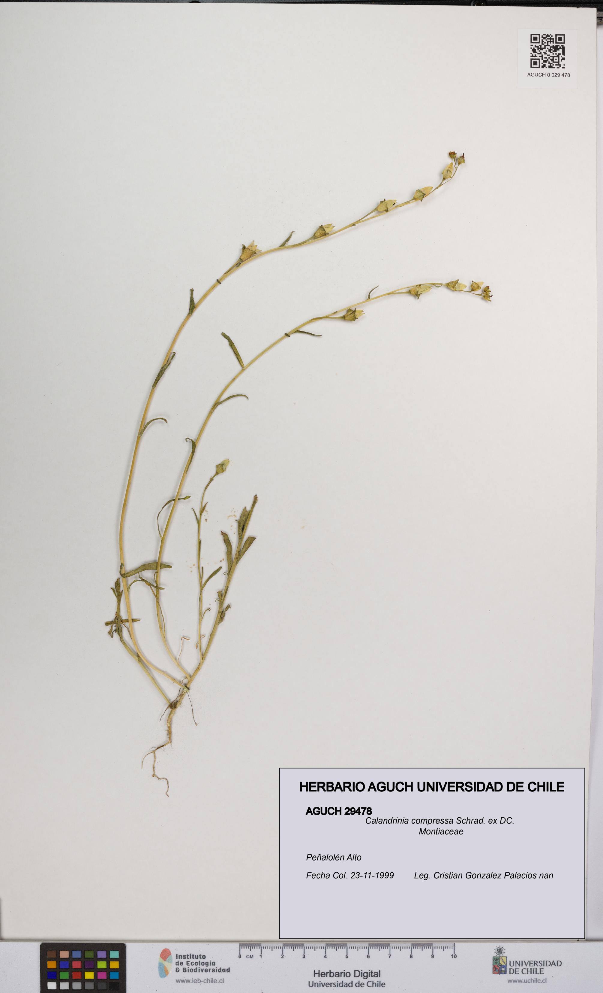 Calandrinia compressa [Espécimen: UCH:AGUCH:0029478]