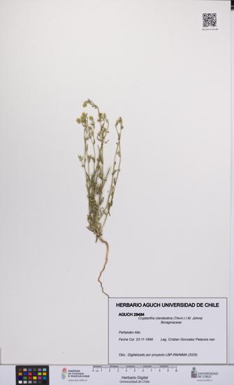 Cryptantha clandestina [Espécimen: UCH:AGUCH:0029484]