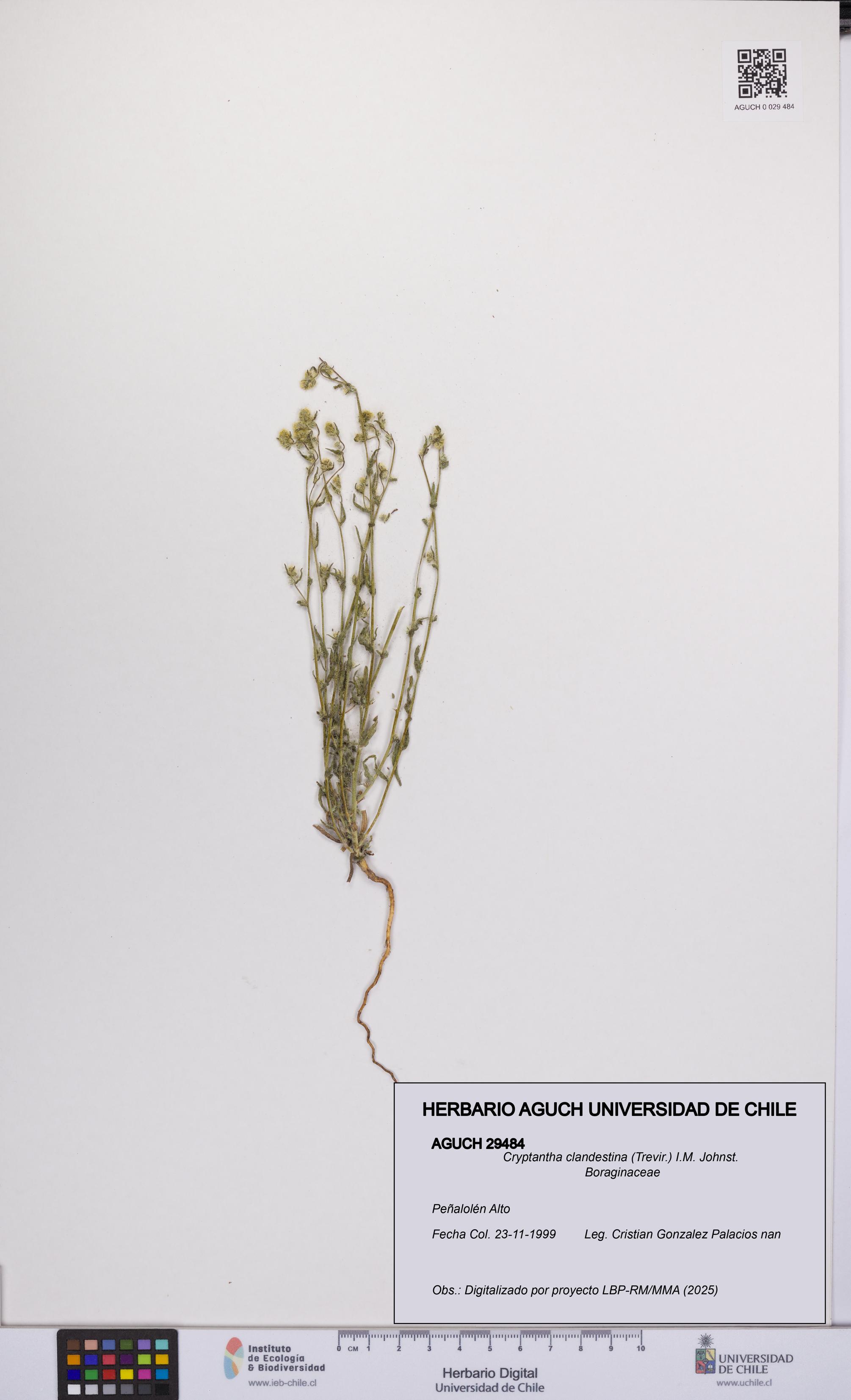 Cryptantha clandestina [Espécimen: UCH:AGUCH:0029484]
