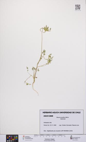 Daucus pusillus [Espécimen: UCH:AGUCH:0029485]