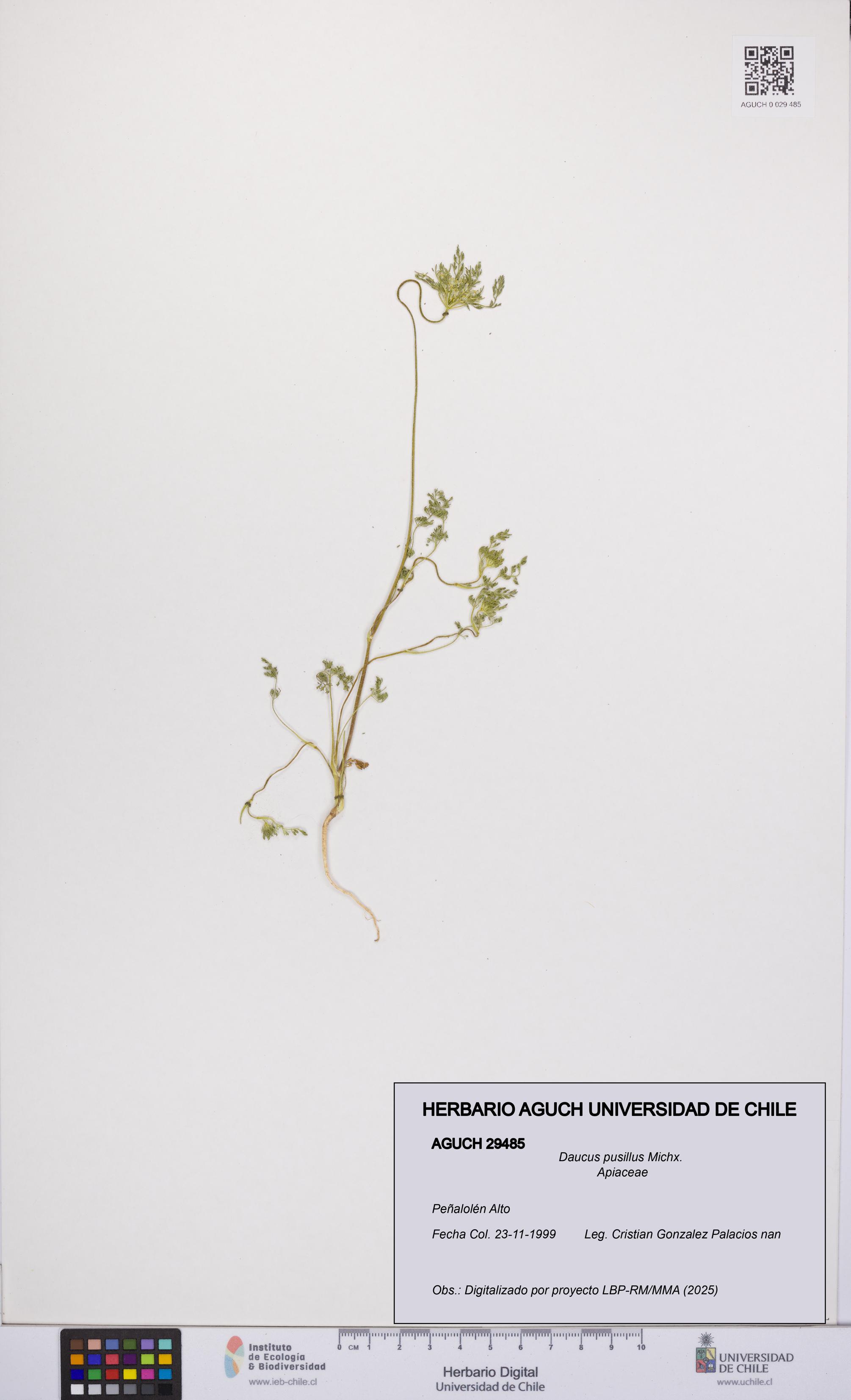 Daucus pusillus [Espécimen: UCH:AGUCH:0029485]
