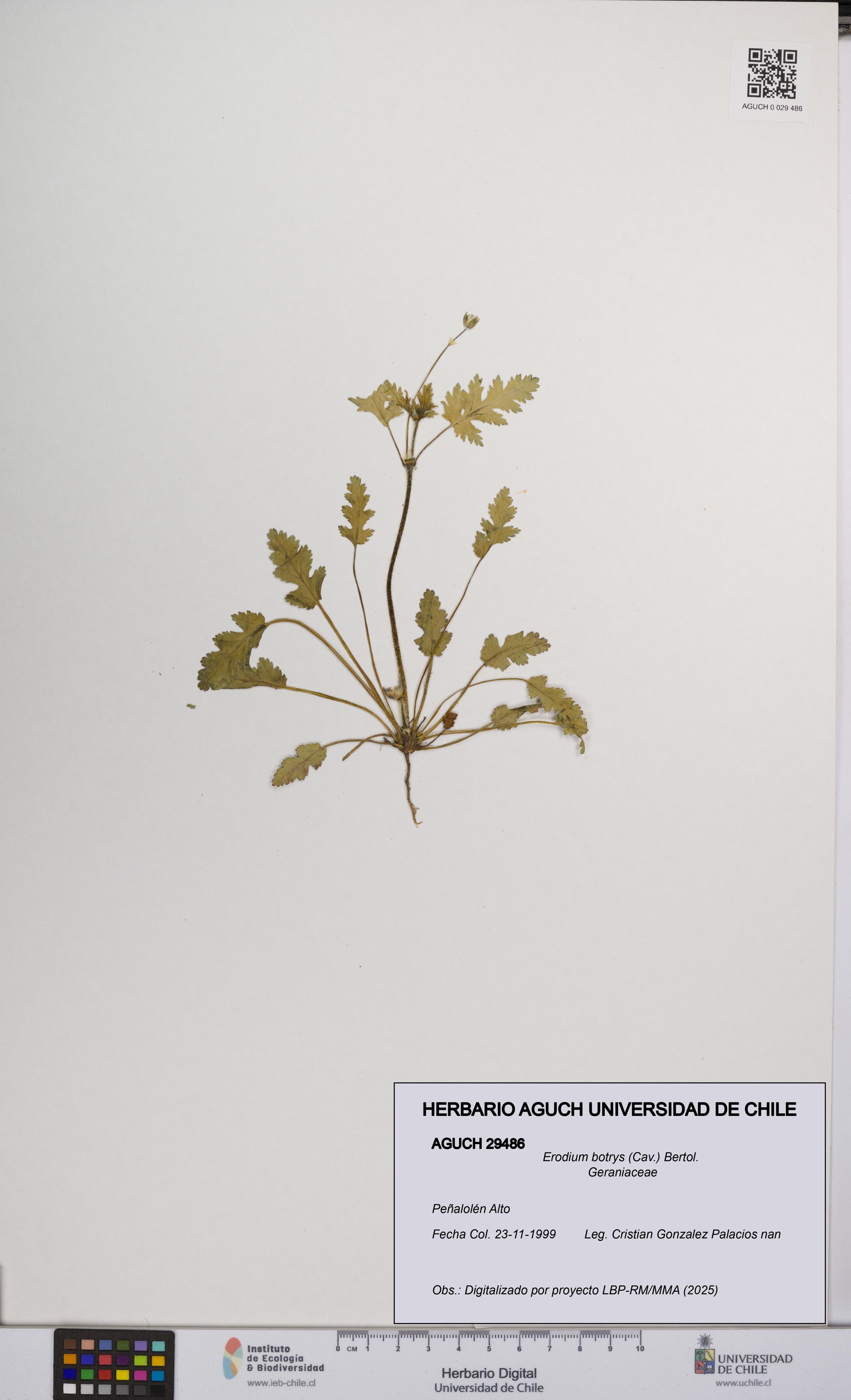 Erodium botrys [Espécimen: UCH:AGUCH:0029486]