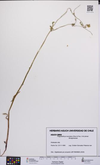 Plagiobothrys muricatus [Espécimen: ]