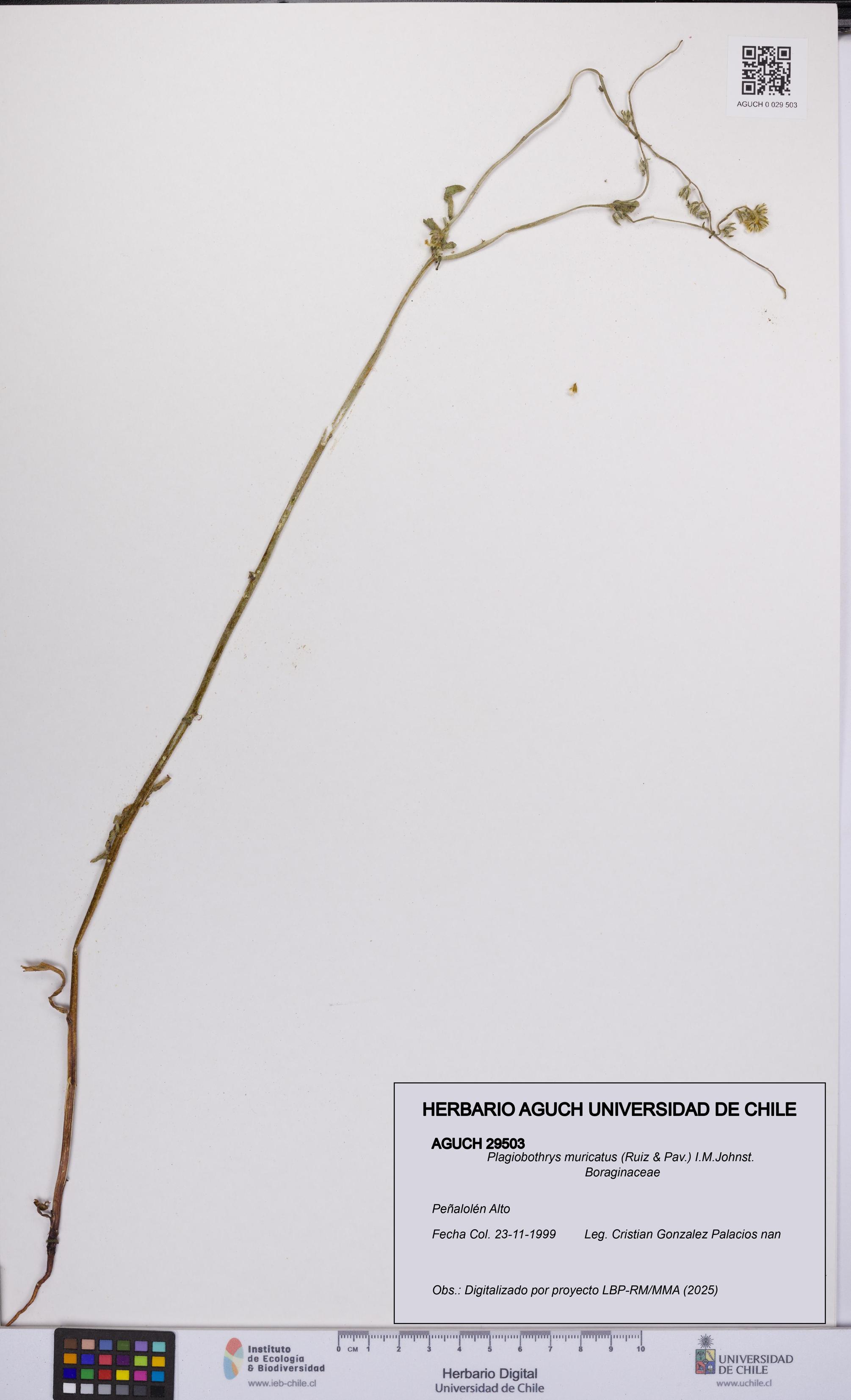 Plagiobothrys muricatus [Espécimen: ]