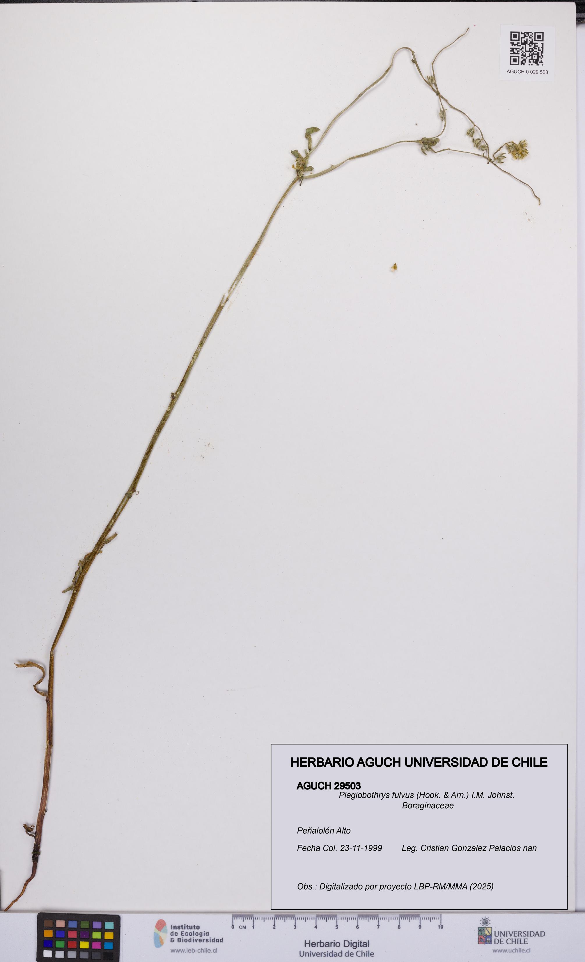 Plagiobothrys fulvus [Espécimen: UCH:AGUCH:0029503]