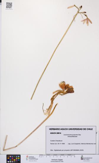 Leucocoryne purpurea [Espécimen: UCH:AGUCH:0029514]