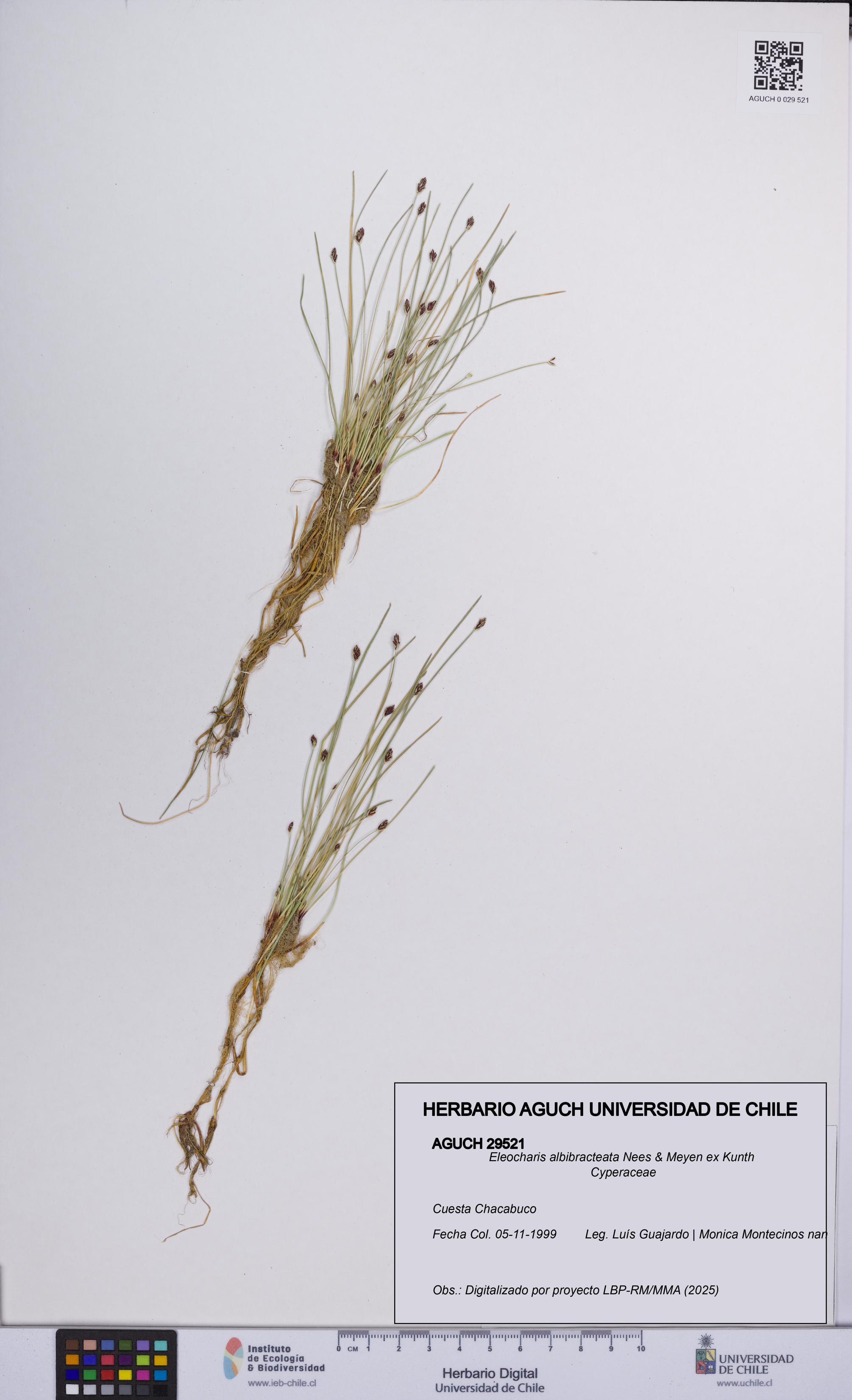 Eleocharis albibracteata [Espécimen: UCH:AGUCH:0029521]